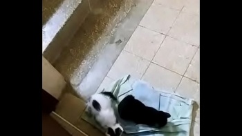 У соседа в гостях